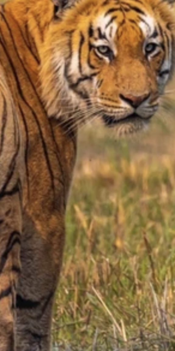 A tiger looks back at the viewer