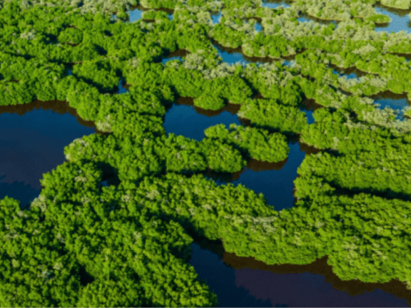 An aerial view of wetlands