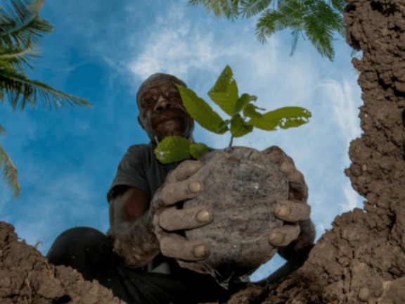 A man places a plant in the soil