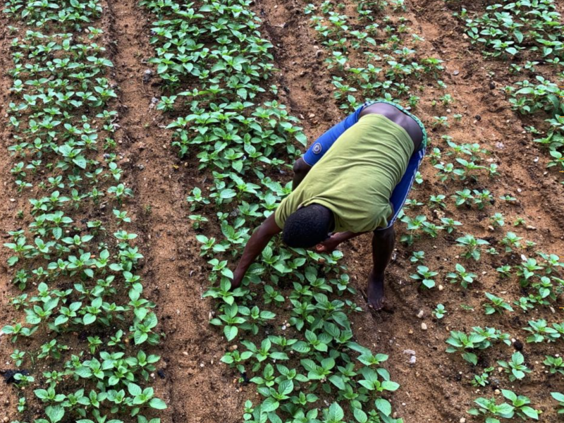 A person works in a field