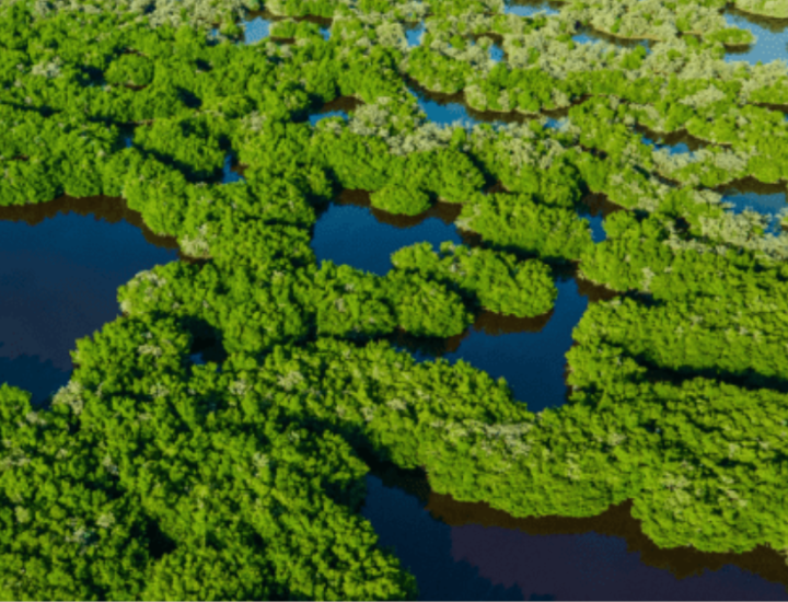 An aerial view of wetlands