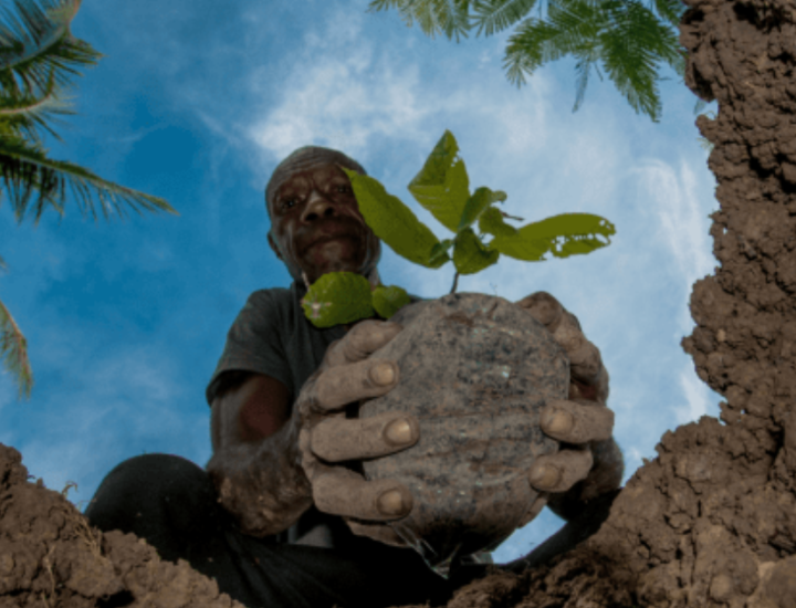 A man places a plant in the soil