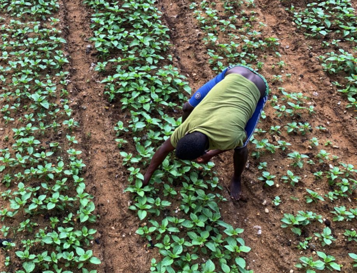 A person works in a field