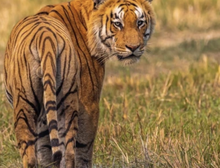 A tiger looks back at the viewer